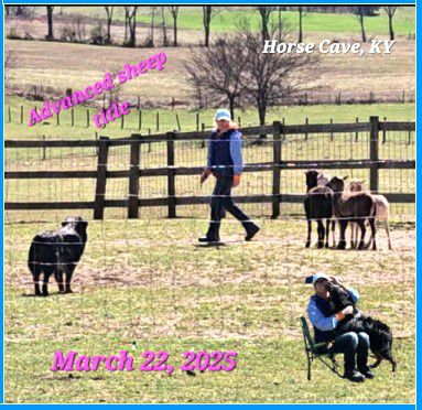 Herding trial